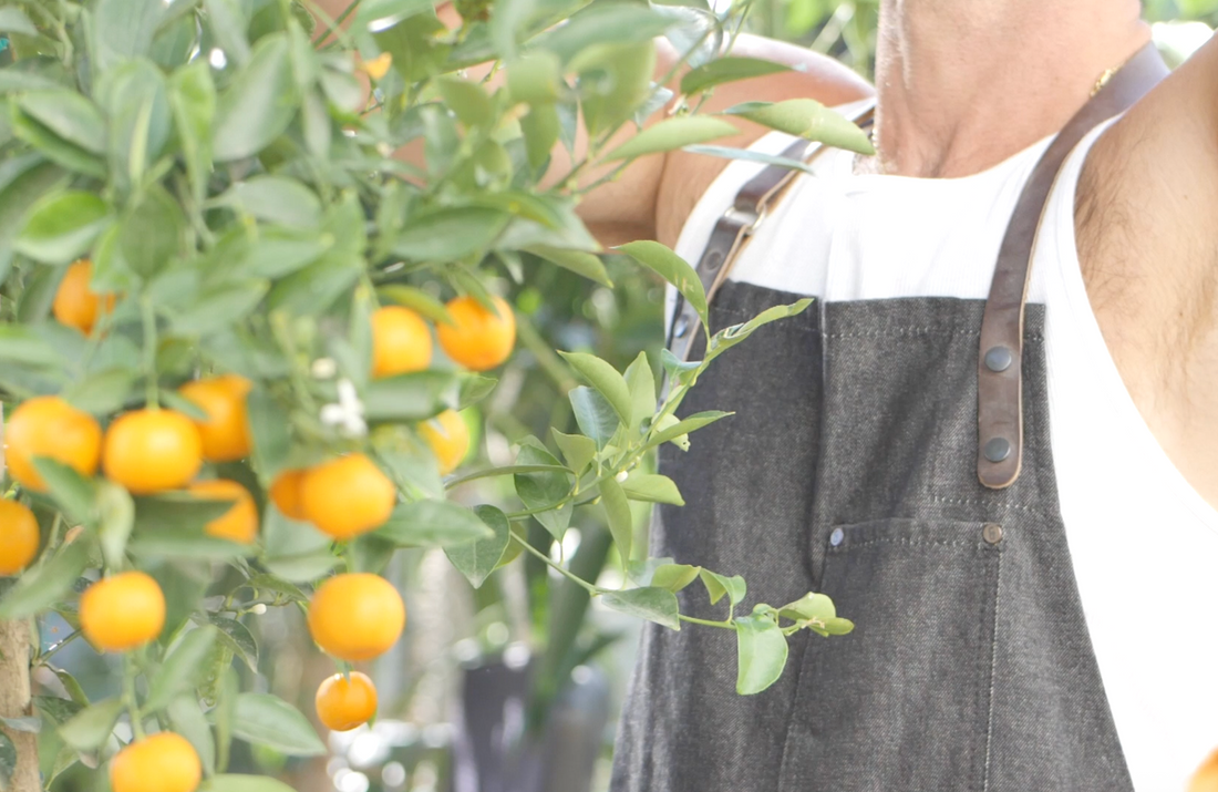 H + G Kumquatarita