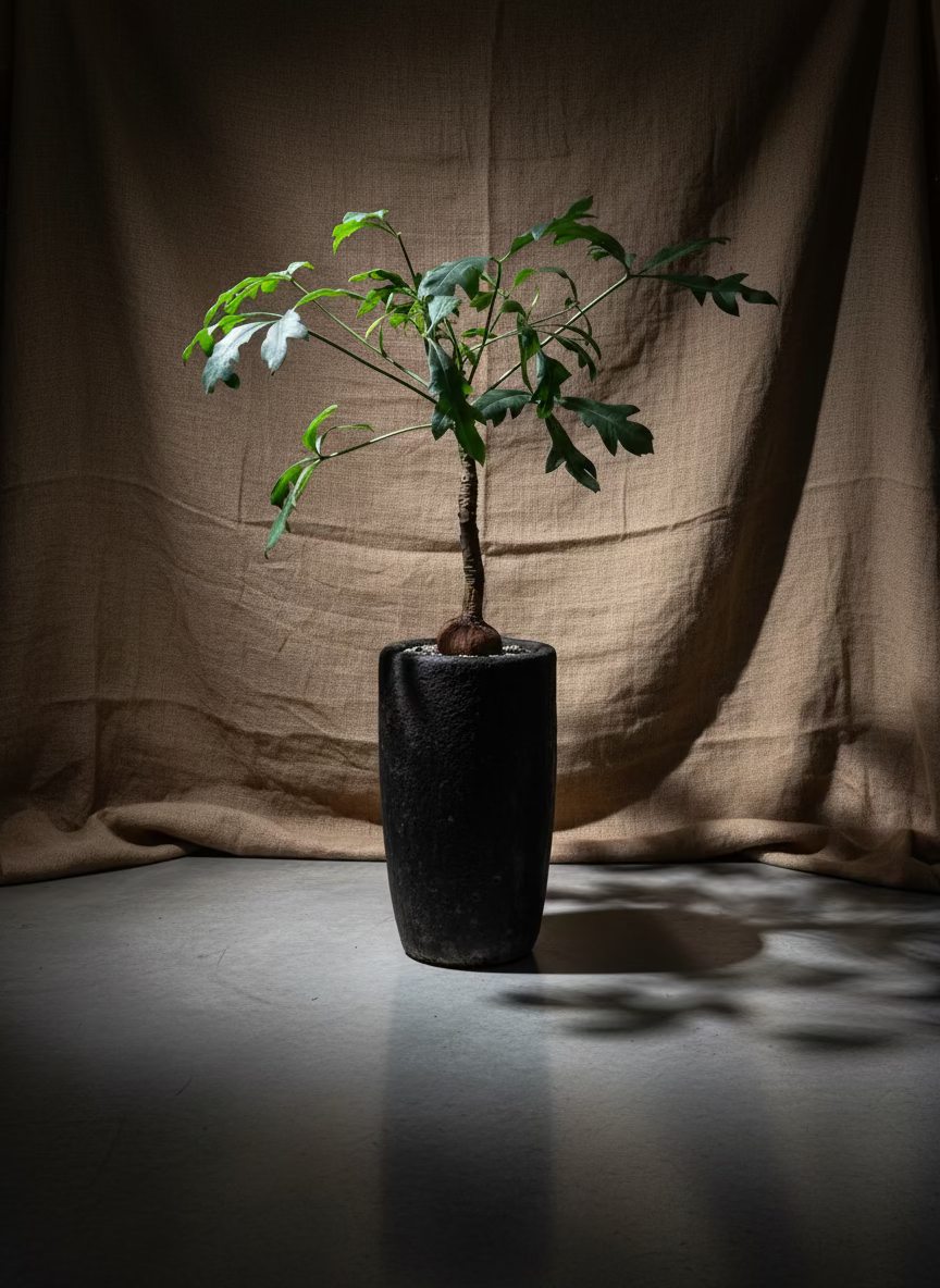 Cussonia in French 18 century Monumental Stone Vessel