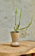 Fluted round beige planter with succulent cactus, a minimalist and earthy potted plant perfect for indoor or outdoor décor — Hommes and Gardens, Plant Arrangements Collection, Home Decor, Outdoor Decorations, Landscape Architect, Interior Designer, Outdoor Living, Home Design, Luxury Design, Art, Furniture, Objects, Best Gifts, Nature, Backyard, Yard.