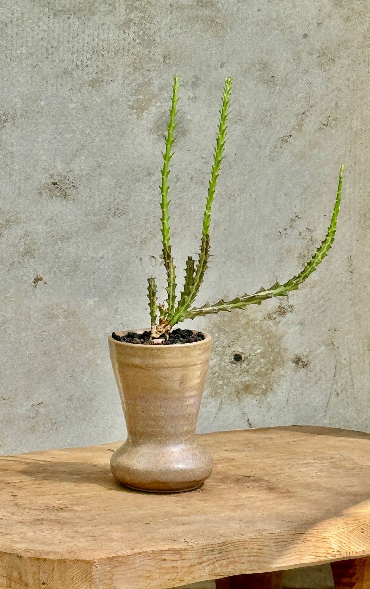Fluted round beige planter with succulent cactus, a minimalist and earthy potted plant perfect for indoor or outdoor décor — Hommes and Gardens, Plant Arrangements Collection, Home Decor, Outdoor Decorations, Landscape Architect, Interior Designer, Outdoor Living, Home Design, Luxury Design, Art, Furniture, Objects, Best Gifts, Nature, Backyard, Yard.