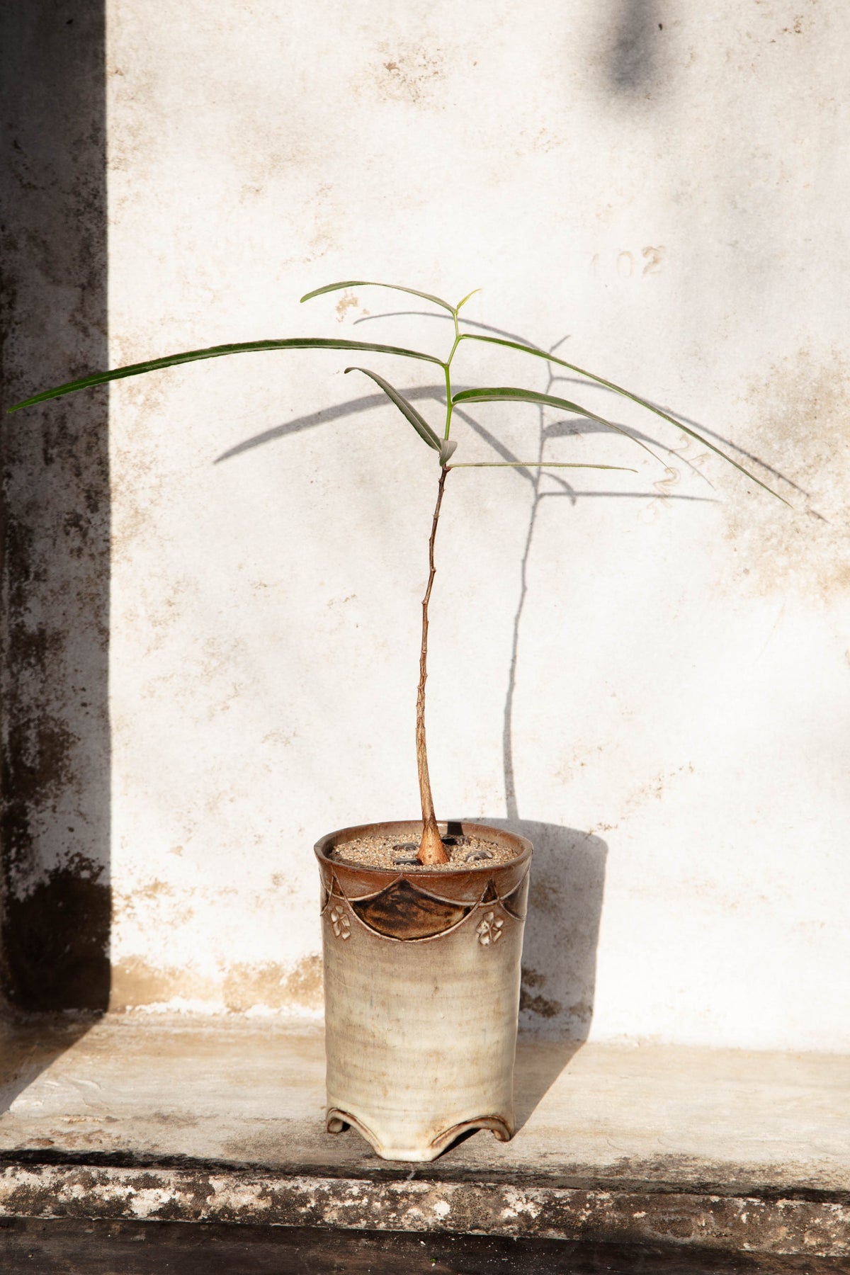 Queensland Bottle Tree potted in handcrafted ceramic vessel with natural sand and polished stone details for modern interiors — Hommes and Gardens, Plant Arrangements Collection, home decor, outdoor decorations, home design, luxury design, Landscape Architect, Interior Designer, Outdoor Living, Art, Furniture, Objects, Best Gifts, Nature, Backyard, Yard.